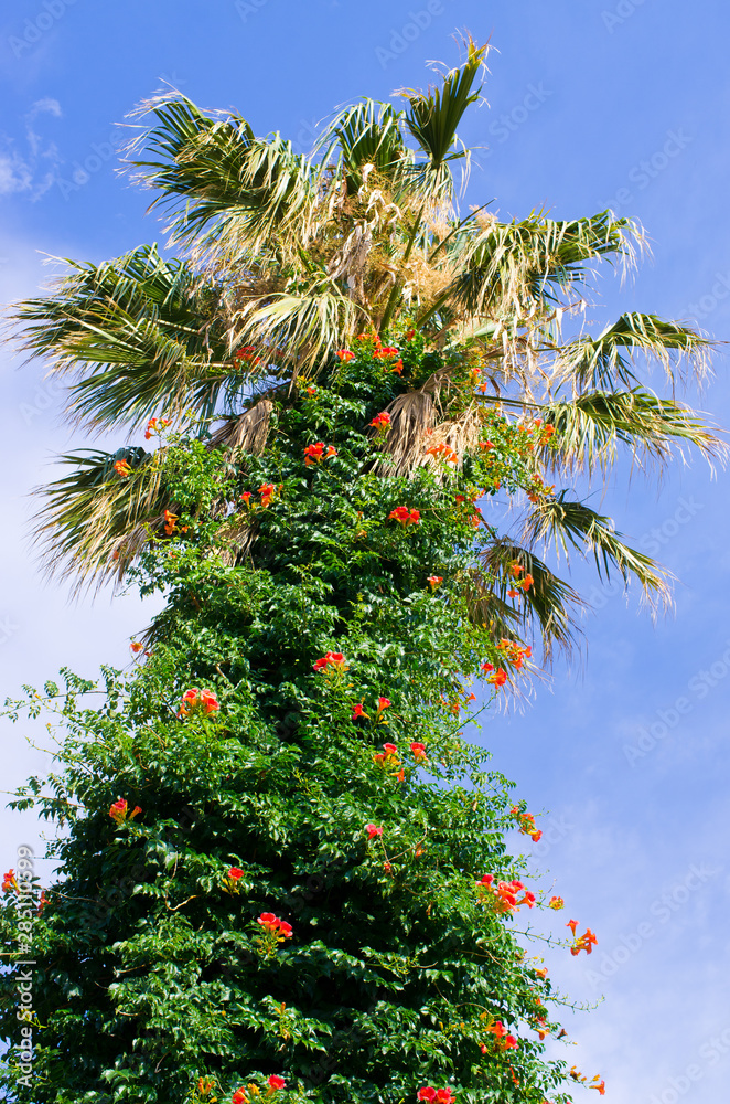 Wall mural Palm covered by red flowers