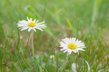 White daisies on meadow  as natural background