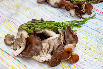 Mushrooms and herbs