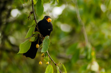 Blackbird eating