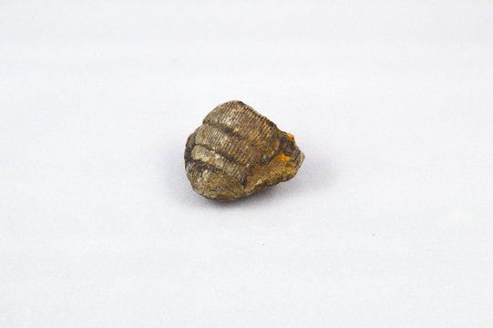 Fossil on White Background