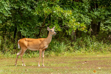 Naklejka na ściany i meble Deer standing at the edge of the woods.