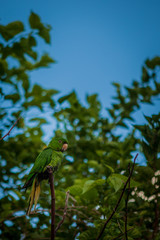 Parrot, Brazilian fauna
