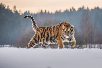 Siberian Tiger running. Beautiful, dynamic and powerful photo of this majestic animal. Set in environment typical for this amazing animal. Birches and meadows