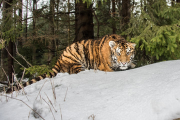 Siberian Tiger running. Beautiful, dynamic and powerful photo of this majestic animal. Set in environment typical for this amazing animal. Birches and meadows