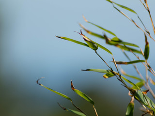 A macro shot of leaves against a blurred background