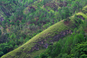 Fototapeta premium Beautiful green sloppy hill forest from Nepal