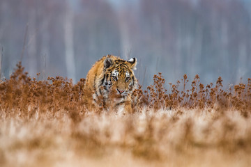 Siberian Tiger running. Beautiful, dynamic and powerful photo of this majestic animal. Set in environment typical for this amazing animal. Birches and meadows
