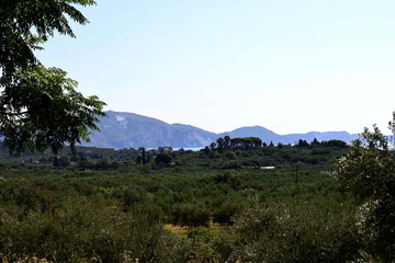 landscape with trees and blue sky