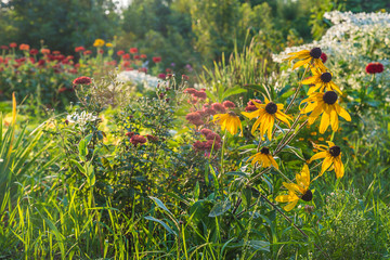 Fototapeta na wymiar Beautiful blooming summer garden on sunlight
