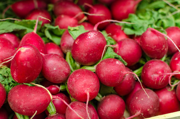 Close up detail of beautiful ripe red radishes 