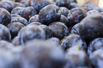 Close up detail of beautiful ripe plums 