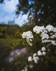 Flowers at Sunset