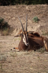 antilope