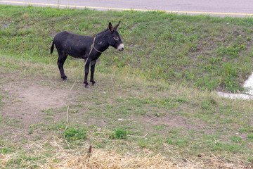 Black, young donkey on a leash on the lawn near the road.