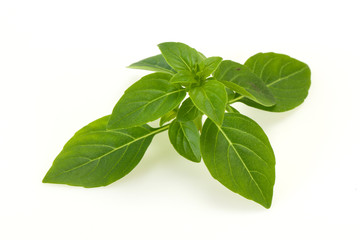 Fresh green Basil leaves - for cooking