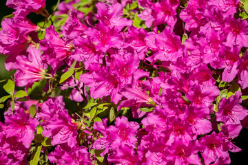 Pink rhododendron blossoms with a beautiful blur