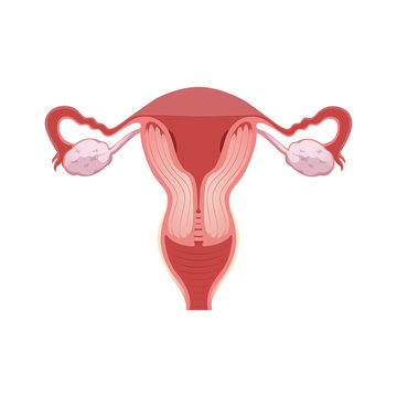Illustration of female reproductive system. Human anatomy