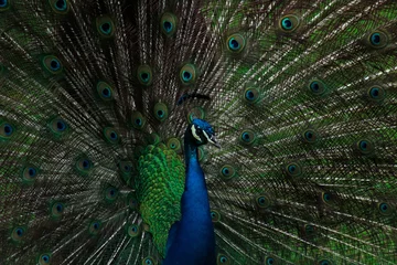 Fotobehang peacock with feathers out © Alejandro