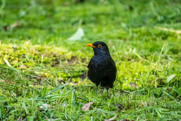 A blackbird male stands on a green lawn. The common blackbird, Turdus merula.