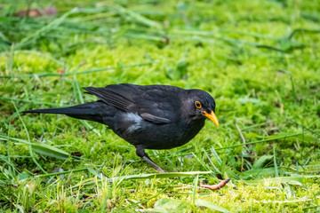 The male blackbird found a worm on a green lawn. The common blackbird, Turdus merula.