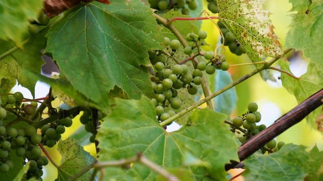 Grapes on vines and leaves with mildew infection in summer