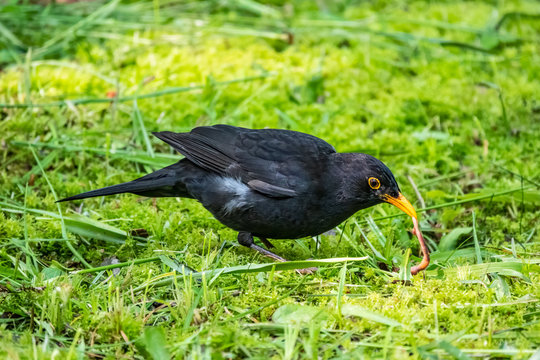 The male blackbird found a worm on a green lawn. The common blackbird, Turdus merula.