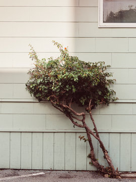 Tree on Building