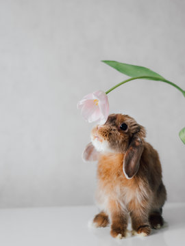 Adorable bunny sniffing flower