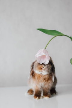 Bunny sniffing flower