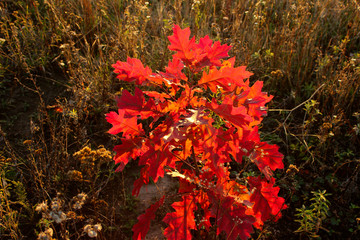 Colorful autumn background. Red leaves on the tree. Cropped shot of a tree. Beautiful nature background. 