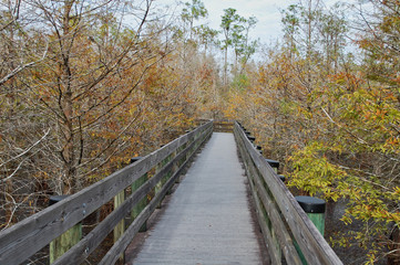 Boardwalk through Autumn Brown Cypress Swamp at Six Mile Cypress Slough Florida