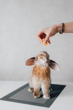 Woman feeding hare with carrot