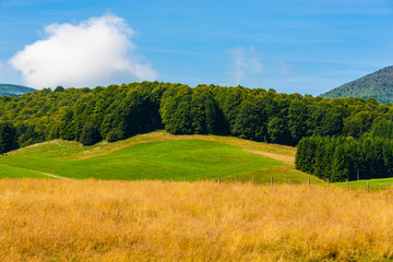Fototapeta premium The plateau of Cansiglio in Italy