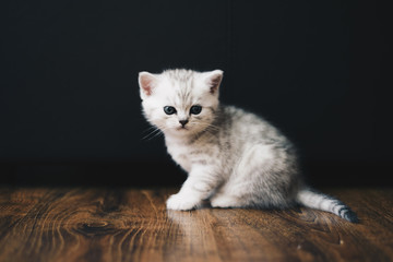 Adorable tiny kitten on floor