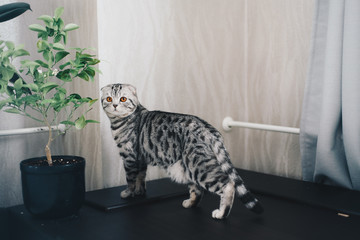 Cute gray cat near home plant