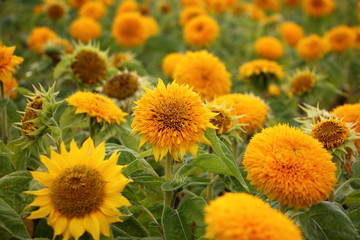 Field of yellow blossom flowers, natural summer texture for background