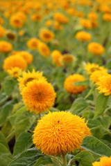 Close up yellow blossom flowers on Field, natural summer texture for background