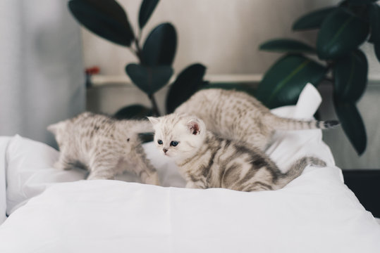 Little kittens on the pillow
