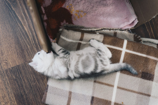Playful kitten chewing wooden table