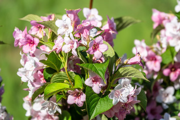 Beautiful vibrant pink Weigela flowers with blurry background.
