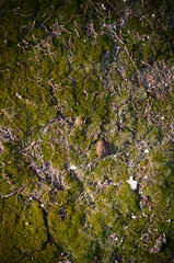 concrete slab covered with green moss background with vignette. texture, close up