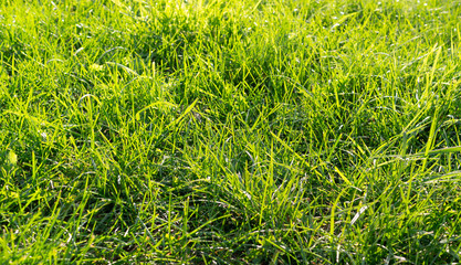 fresh green grass background close up at sunny day. texture, nature.