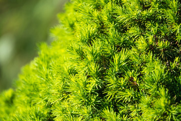 Background from green fir branches.