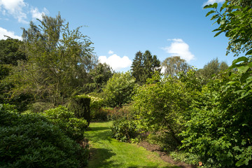 Summer green garden yew hedge background image
