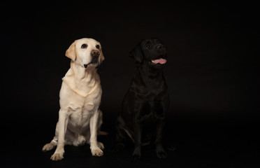 Black and white Labrador Retriever dog,portraits on a black background