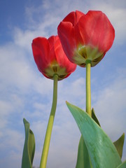 Naklejka premium red tulips against blue sky with white clouds