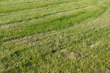 Lawn with mowed green grass at summer. background, texture, nature.