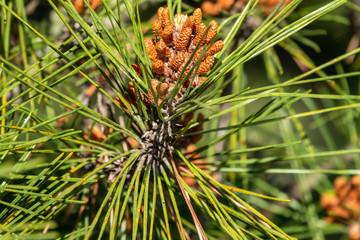 Small pine cones surrounded by needles