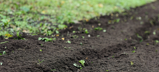 Plowed soil in the vegetable garden, a piece of land tilled after sideration with rape plant, empty mockup background for your design, copy space, closeup, autumn agriculture farming concept